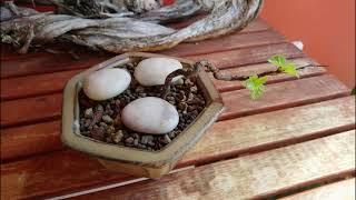 Collected European white birch Betula pubescens #Bonsai #Yamadori #Short