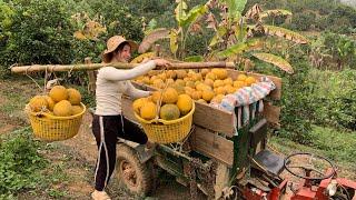 agricultural vehicle transporting fruit