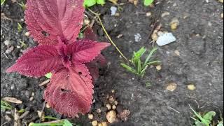 ਇੰਨੀ ਬਾਰਿਸ ਹੋਈ ਫਿਰ ਵੀ ਪਾਣੀ ਨਹੀ ਰੋਕਿਆ #varinderjitvlog#and#gardeningchannel#