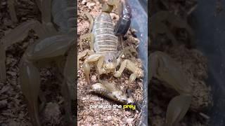 The Deadly Scorpion! The Most Dangerous Insect in the World..