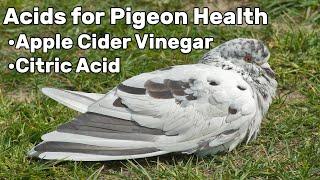 Acids for Pigeon Health - Pigeon Tips