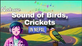 The CHIRR of BIRDs and CRICKETs on TOP Hill NEPAL Morning~ Relieve Stress, Reduce Anxiety ~ by COC B