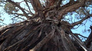 The duality of Central Oregon's juniper trees: To conserve or to cut