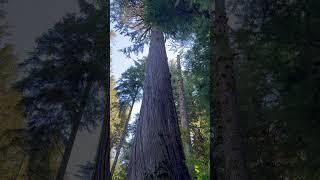 Absolutely Huge Western Red Cedar Tree - WOW!
