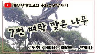 벼락을 7번 맞은 나무를 보다.(오산 궐리사)