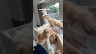 Orange Maine Coon Weirdest Stretches   Choose Your Fav  #catsounds #cutecat