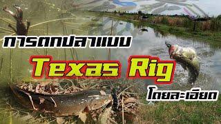 การตกปลาแบบ |Texas Rig | โดยละเอียด