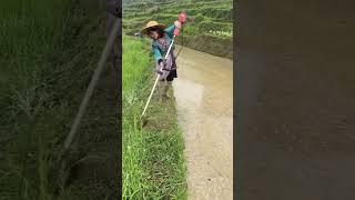 Terraced field weed clearing process
