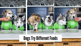 Dogs Try Different Foods