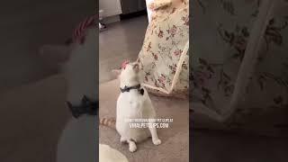 Funny Pet Videos  Best Cats & Dogs Clips  PART 5 #pets #cats #dogs #funny