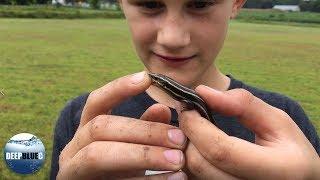 Catching a Five-Lined Skink!