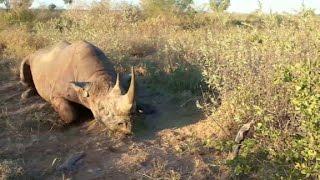 Meat from hunted black rhino distributed to villages