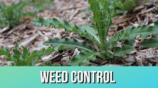 Are Wood Chips Good Weed Control?