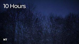 Arctic Blizzard Snowstorm in Forest | Fall Asleep FAST with Falling Snow & Howling Wind: White Noise