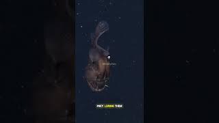 Anglerfish: The Ghostly Hunter of the DeepAnglerfish #DeepSeaCreatures #animalfacts #animallife