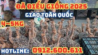 Đà Điểu Giống 2025 Chuyển Giao Toàn Quốc, Đà Điểu, Đà Điểu Giống, Đà Điểu Phương Nam, PHUONG NAM TV