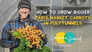 How to grow bigger Paris Market Carrots in polytunnels