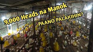 PAANO MAG-ALAGA NG BROILER CHICKEN? CONTRACT GROWING NG BOUNTY.