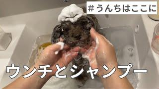 【トイプードルシニア犬】うんちはここに。