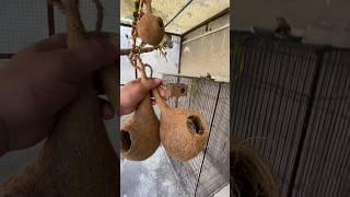 Master Cage me New Nest Lgaya | Crow ko bhi Master Cage me Rakh Dia | Daily Pet Vlogs #cockatiel