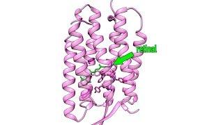 LCLS CXI | The First Molecular Movie of One of Nature’s Most Widely Used Light Sensors