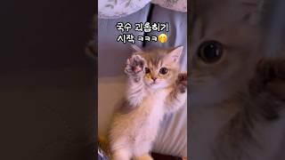 아기고양이 뱃살만지기 못끊어 #고양이 #아기고양이 #귀여운고양이 #새끼고양이 #먼치킨 #먼치킨고양이 #고양이키우기 #고양이일상 #cat #munchkin