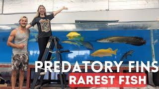 RARE Monster Fish Tour at Predatory Fins! (ft. Paul Cuffaro & king of DIY)