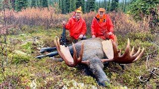 Field Dress and Butcher a Bull Moose gutless from the back side by a Surgeon