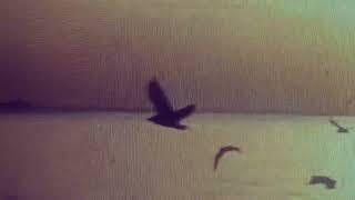 Mercury Rev - A Bird Of No Address (Official Video)