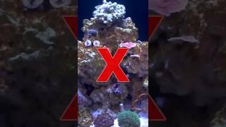 Don’t Miss These Reef Tank Aquascaping Tips! #brstv