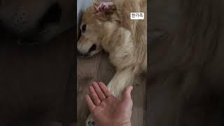 오구 덕구 블루 오순 쏘주 짱아 골든리트리버 6마리 3대가사는집 #짱아네가족 #goldenretriever