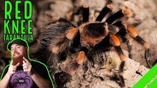 How To Keep the Mexican Red Knee Tarantula Brachypelma hamorii