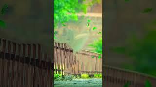 Back Ground Video || Template Video || Vijay Tech Mind || #blurbackgroundvideo  ||