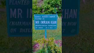 Tree Planted by Imran Khan ️ #imrankhanpti #imrankhan #imrankhannewstoday #shorts