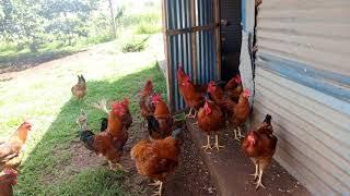 THE CHEAPEST POULTRY BREED TO BEGIN WITH