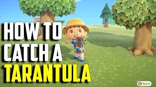 How to Catch a Tarantula | Tarantula ACNH | Animal Crossing New Horizons Tarantula | ACNH Tarantula