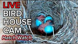 LIVE BIRDHOUSE CAM: Will the 5 Eggs Hatch April 15th? Eastern Bluebird Nest in Virginia