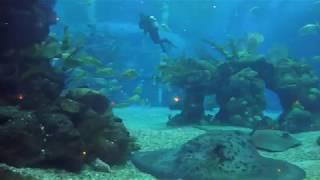 EPCOT CORAL REEF RESTAURANT 3