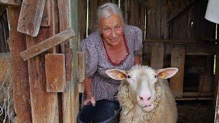 Warum Biobauern ihre Schafzucht aufgeben - Schratts & ihre Schafe in Unterammergau, Doku mit Musik