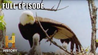 Modern Marvels: Animal's Engineering Feats (S10, E11) | Full Episode