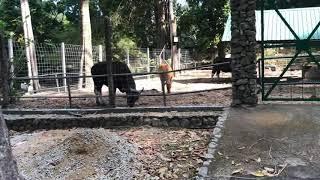 Buffaloes at Mini Zoo Taman Teruntum