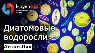 Диатомовые водоросли | Лекции по биологии – Антон Лях | Научпоп | НаукаPRO