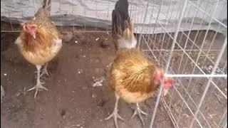 Gallinas AMERICANAS  sweder 5000