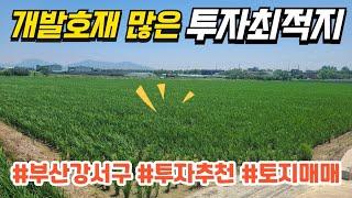 [농지매매] 개발 호재 많은 투자 최적지 부산 강서구 소재의 토지매매 매물 소개합니다.