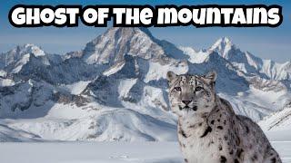 Ghost of the Mountains: The Surprising Truth About Snow Leopards