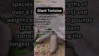 FACTS to KNOW about GIANT TORTOISES: Nature Unleashed!!! #shorts #facts