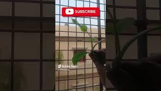 How To Mogra plant Care Tips #shorts#ytshorts#TGMGardening Care Tips