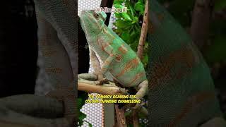 Mind-Blowing Chameleon Color Changes: Unbelievable Facts Revealed #chameleon