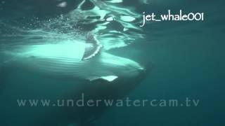 Humpback whale video  stock footage, Tahiti