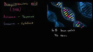 DNA | Biomolecules | MCAT | Khan Academy Hebrew